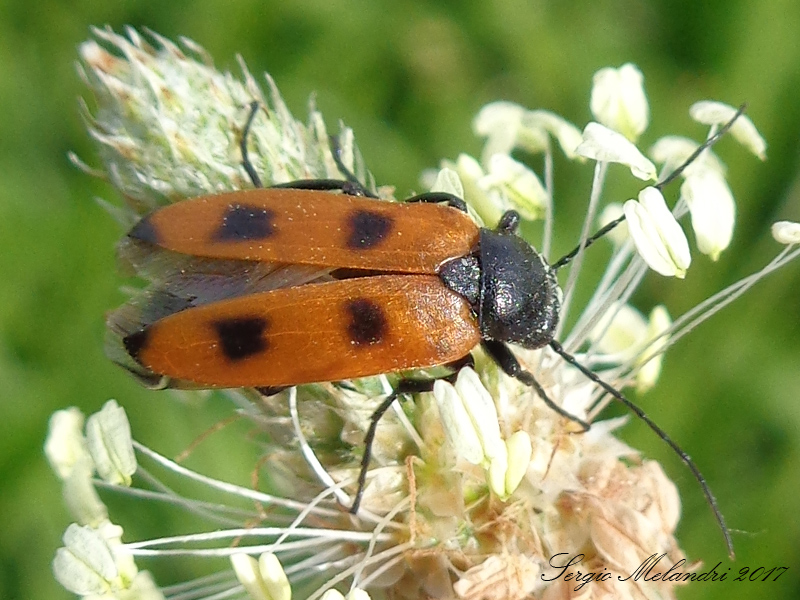 Meloidae - Euzonitis quadrimaculata